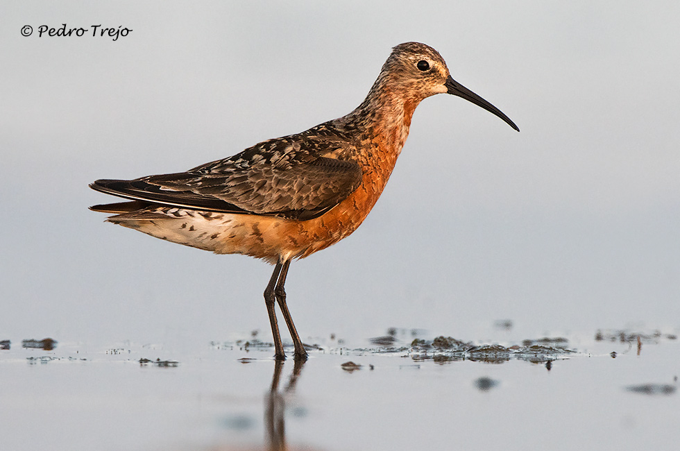 Correlimos zarapitin (Calidris ferruginea)